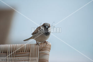sparrows 212017-695-662