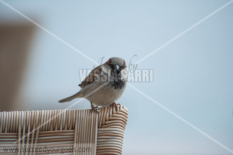 sparrows 212017-695-662