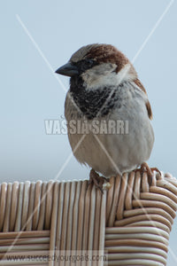 sparrows 212017-697-664