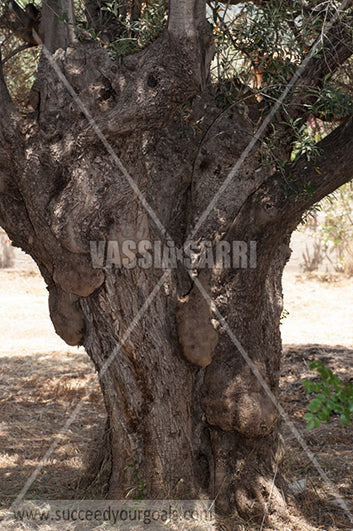 Olive Trees 212017-70-668