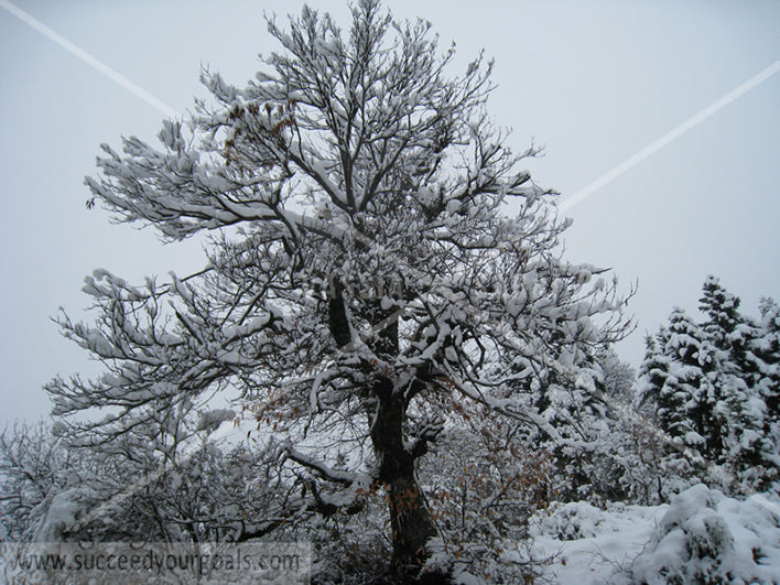 Forest in the snow 312017-123-120