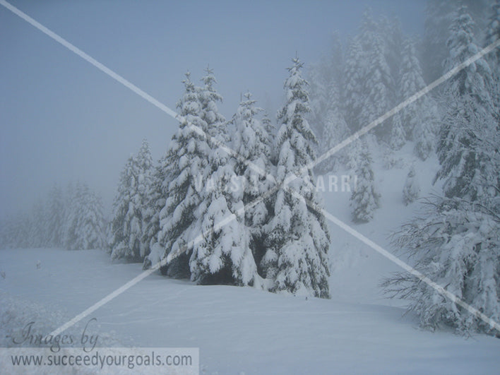 Forest in the snow 312017-125-122