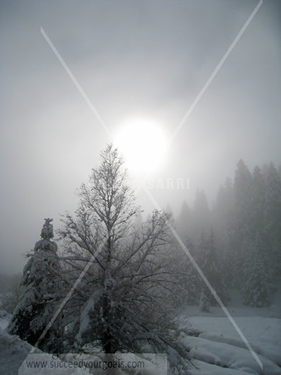 Winter Forest in the snow 312017-126-123