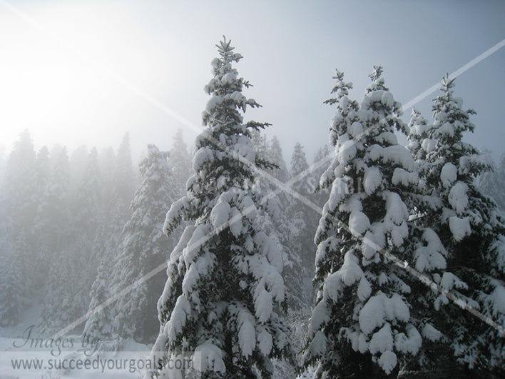 Winter Forest in the snow 312017-128-125