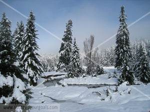 Winter Forest in the snow 312017-129-126