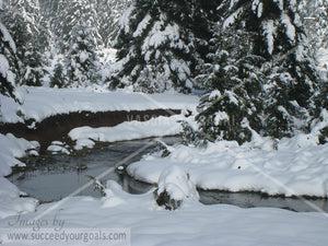 Winter Forest in the snow 312017-131-128