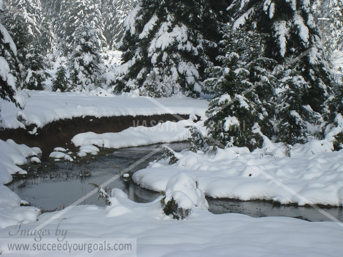 Winter Forest in the snow 312017-131-128