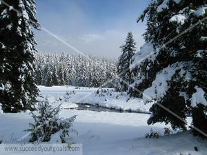 Winter Forest in the snow 312017-133-130