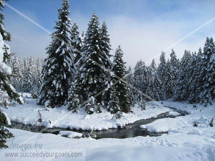 Winter Forest in the snow 312017-134-131