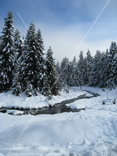 Winter Forest in the snow 312017-135-132