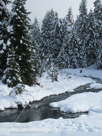 Winter Forest in the snow 312017-136-133