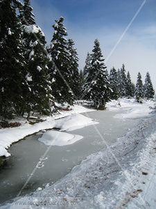 Winter Forest in the snow 312017-138-135