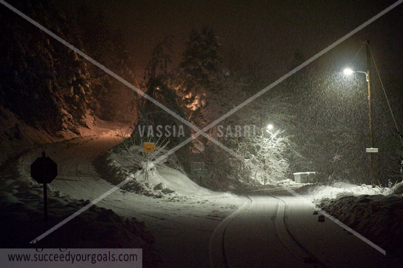 Winter Forest in the snow 312017-163-160