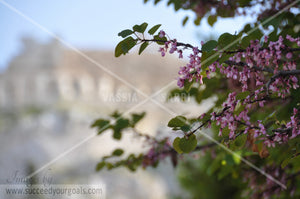 Blossoms purple in front of Greek monuments 312017-189-186