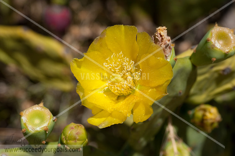 yellow small flower 312017-211-208