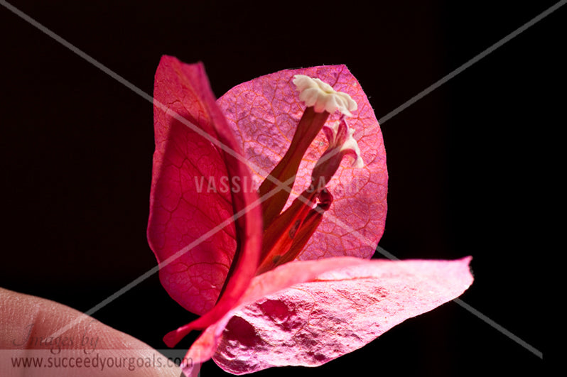 Magenta flower 312017-211-208
