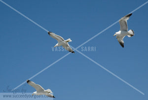 Seagulls 312017-23-21