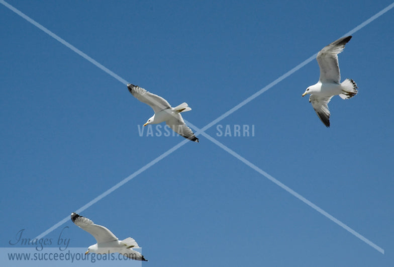 Seagulls 312017-23-21