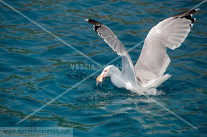 Seagulls 312017-258-255