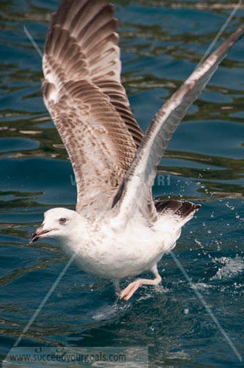 Seagulls 312017-261-258