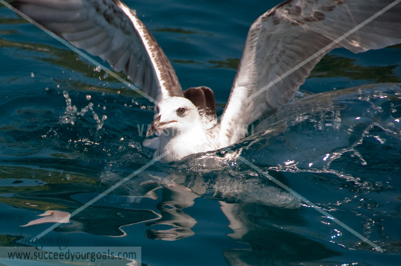 Seagulls 312017-263-260