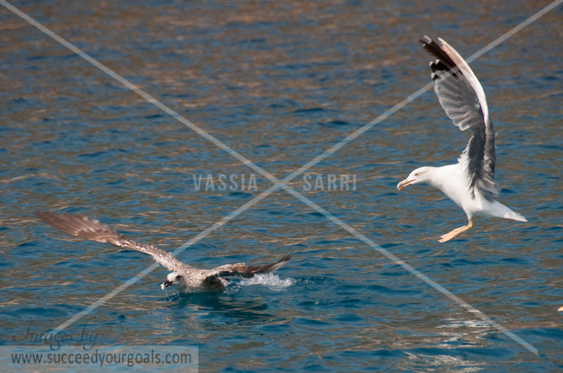 Seagulls 312017-264-261