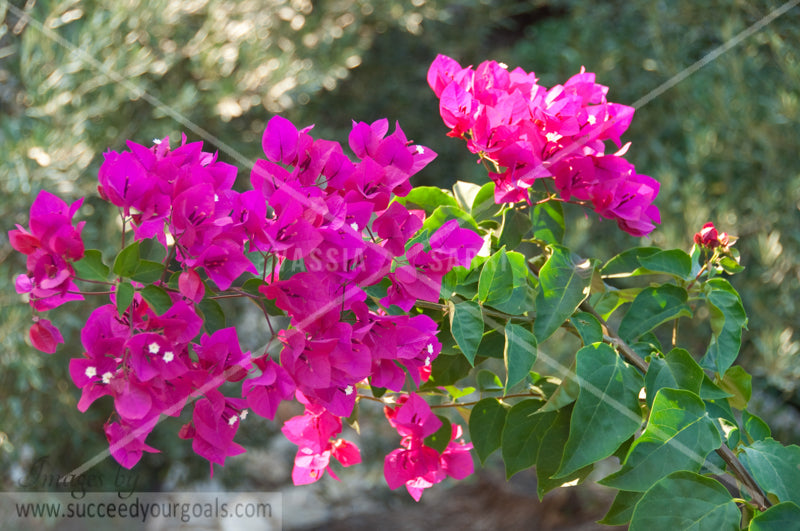 Branch Magenta flower 312017-266-263