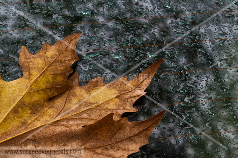 rain and autumn leaves 312017-272-269