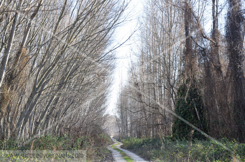 naked  trees - street- leaves on the ground -Autumn forest 312017-316-313