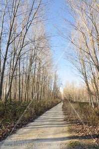 naked  trees - street- leaves on the ground -Autumn forest 312017-318-315