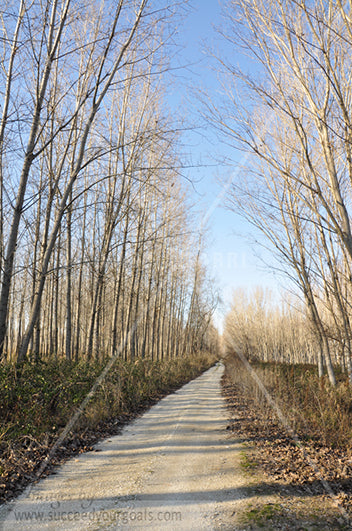 naked  trees - street- leaves on the ground -Autumn forest 312017-318-315