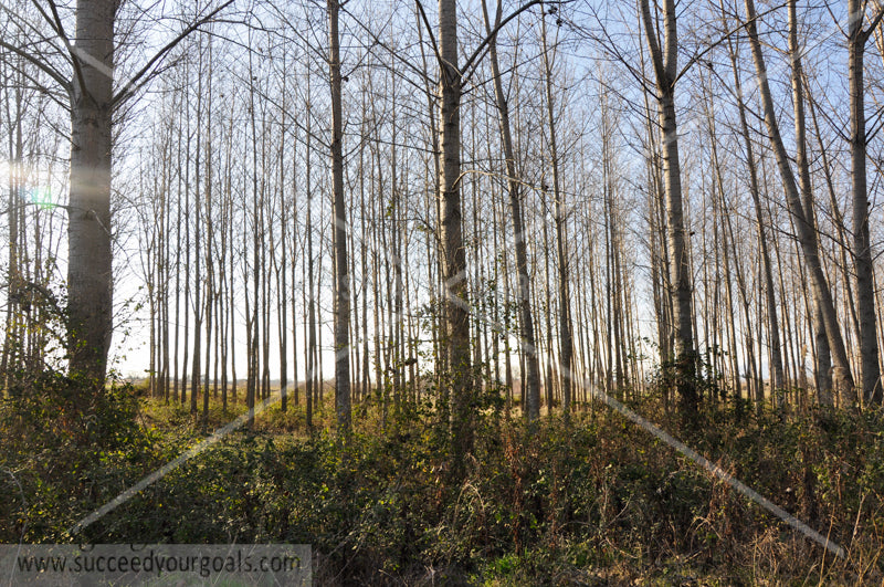 naked  trees -  leaves on the ground -Autumn forest 312017-319-316