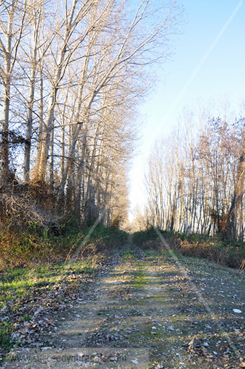 street - naked  trees - Autumn forest 312017-323-320