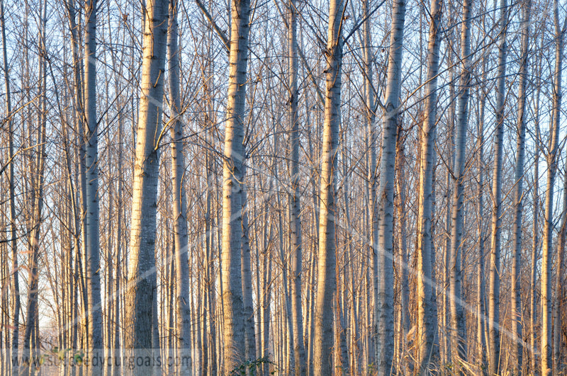 naked  trees - Autumn forest 312017-324-321