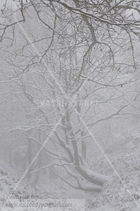 Winter Forest in the snow 312017-328-325