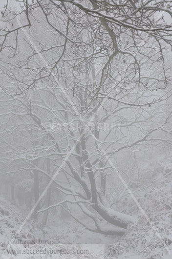 Winter Forest in the snow 312017-328-325