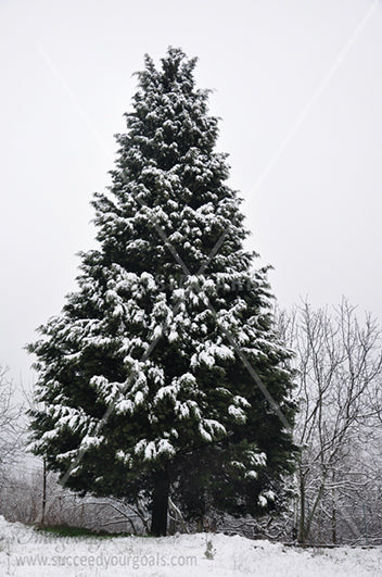 Winter Forest in the snow 312017-328-325