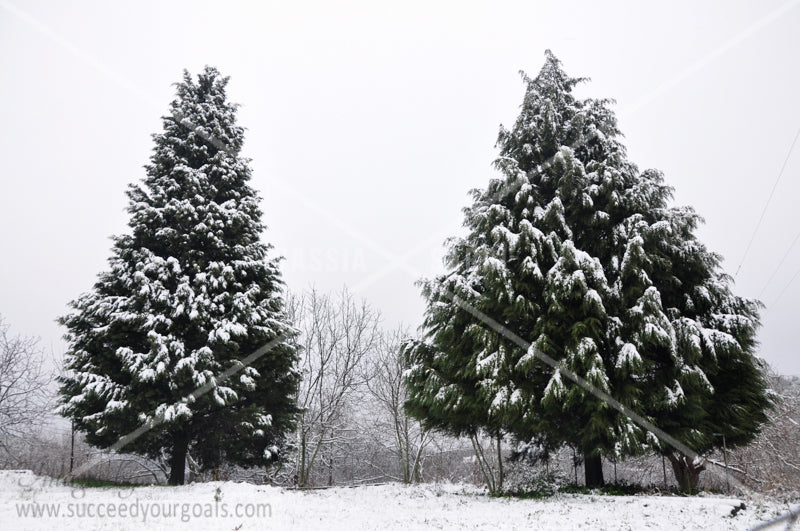 Winter Forest in the snow 312017-330-327