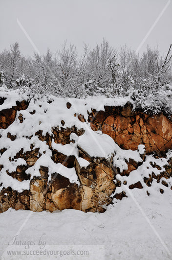 Winter Forest in the snow 312017-332-329