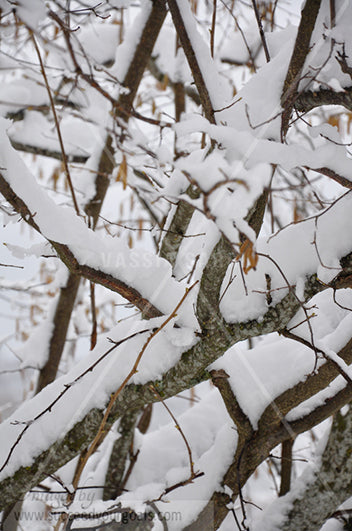 Winter Forest in the snow 312017-333-330