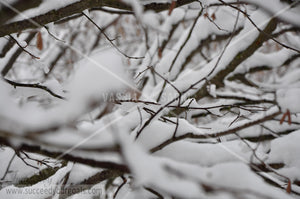 Winter Forest in the snow 312017-334-331