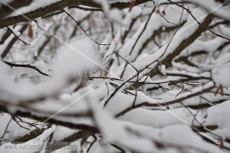 Winter Forest in the snow 312017-334-331