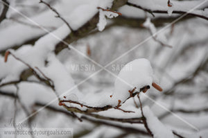 Branches - Winter Forest in the snow 312017-335-332