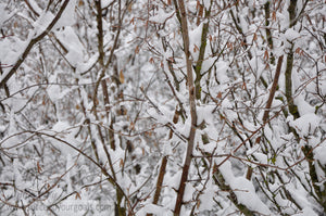 Branches - Winter Forest in the snow 312017-336-333