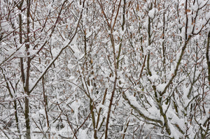 Branches - Winter Forest in the snow 312017-337-334