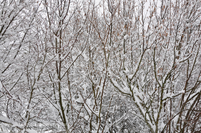 Branches - Winter Forest in the snow 312017-338-335