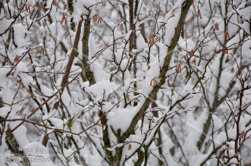 Branches - Winter Forest in the snow 312017-339-336