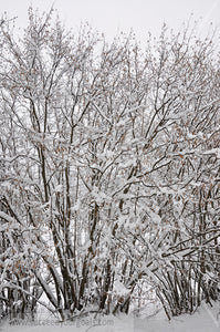 Branches - Winter Forest in the snow 312017-340-337