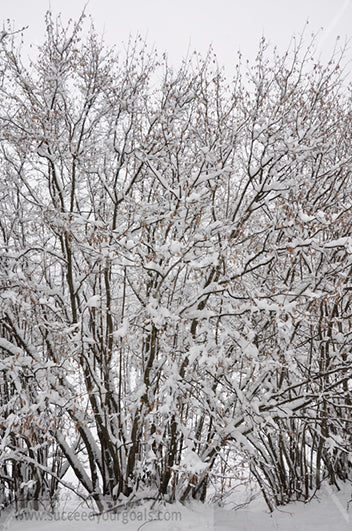 Branches - Winter Forest in the snow 312017-340-337