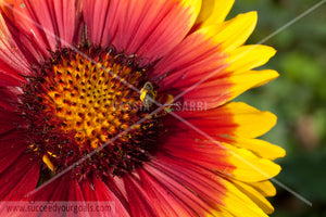 close up red yellow flower 312017-379-376